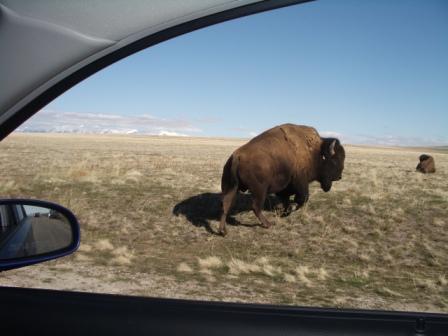 One of the many buffalo