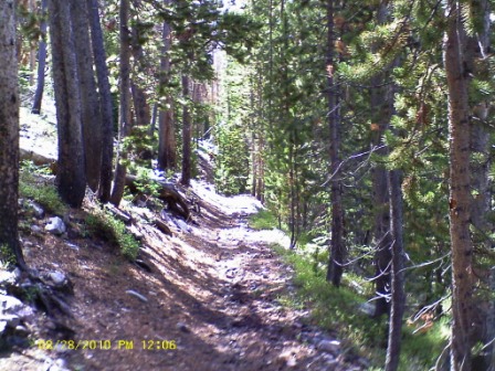 Forest trail heading back down