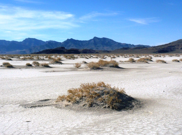 Sand bushes near Floating Island