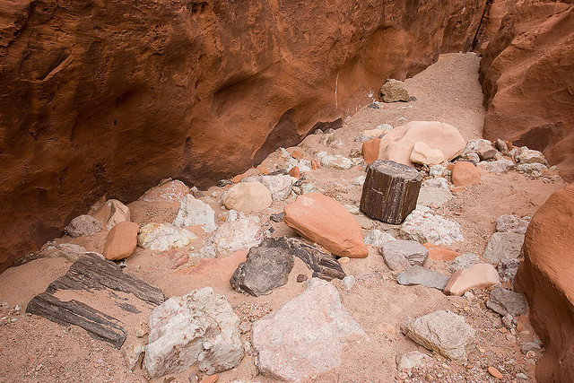 Petrified wood in creek bed